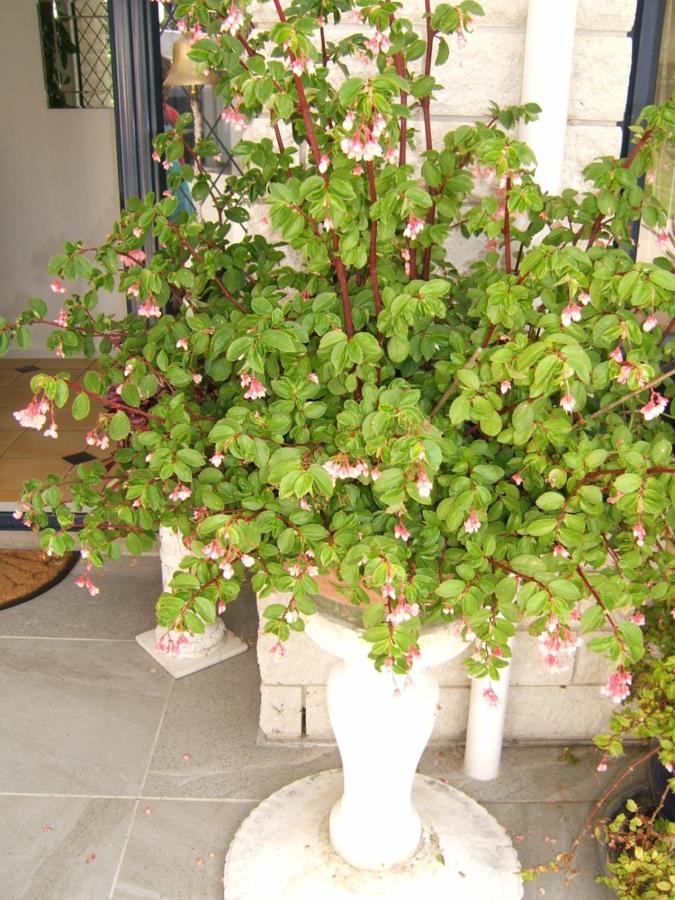 קיימברידג' Memory Lane Country Cottage מראה חיצוני תמונה